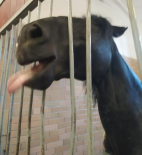 Hřebčín Slatiňany 2025