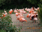 20.5.2025- Výlet Praha- ZOO, botanická 